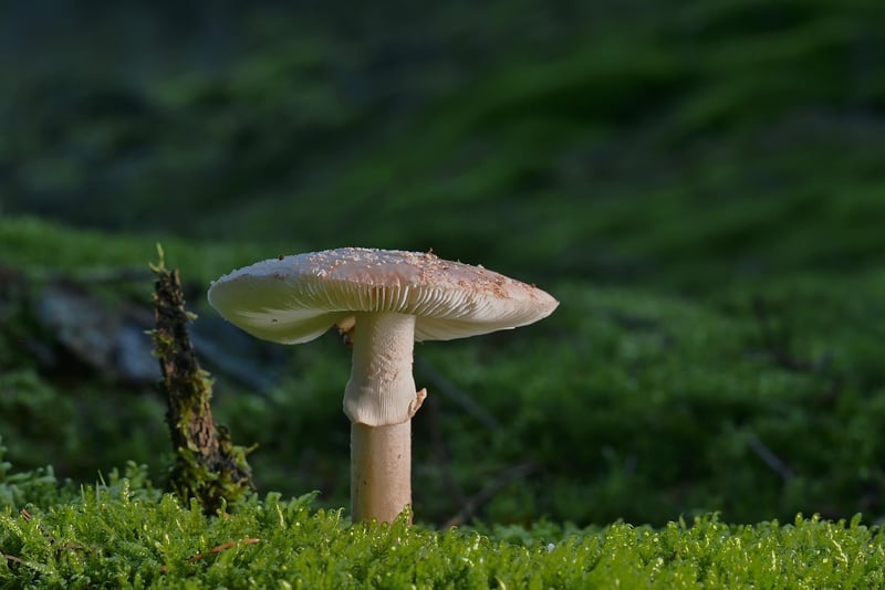 Forest Bathing Image