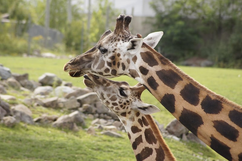 Neck Stretch